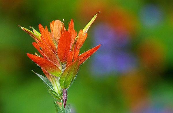 Canada-British Columbia-Valemount Indian paintbrush flower close-up